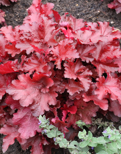 Heuchera ´Forever Red´