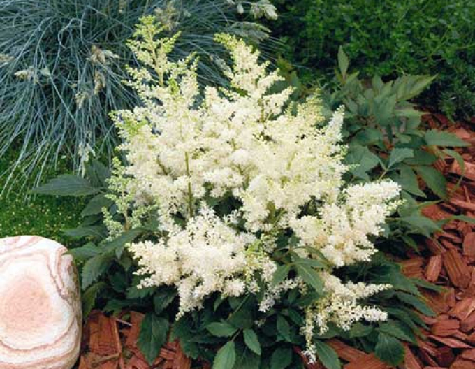 Astilba ´Astary White´