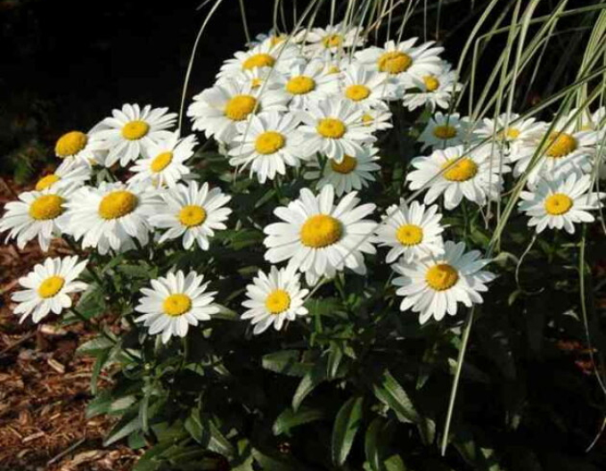 Margaréta veľkoúborová ´Sweet Daisy Rebecca´