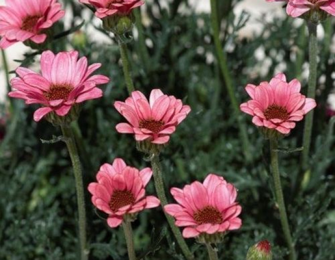 Rhodanthemum ´Zagora Pink´