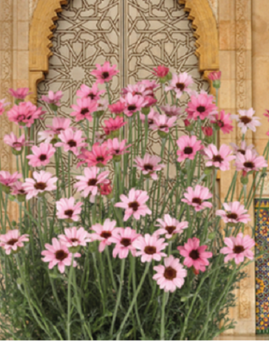 Rhodanthemum ´Zagora Pink´