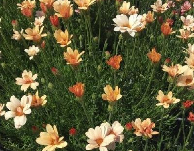 Rhodanthemum ´Zagora Orange´