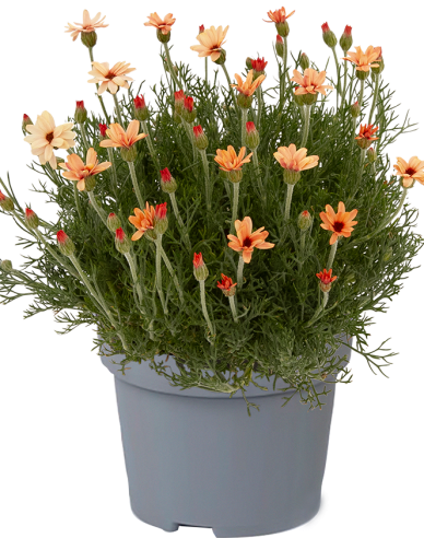 Rhodanthemum ´Zagora Orange´