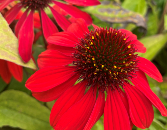 Echinacea  ’Sombrero Sangrita’
