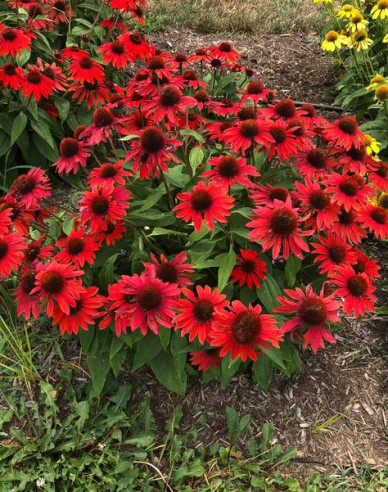 Echinacea  ’Sombrero Sangrita’