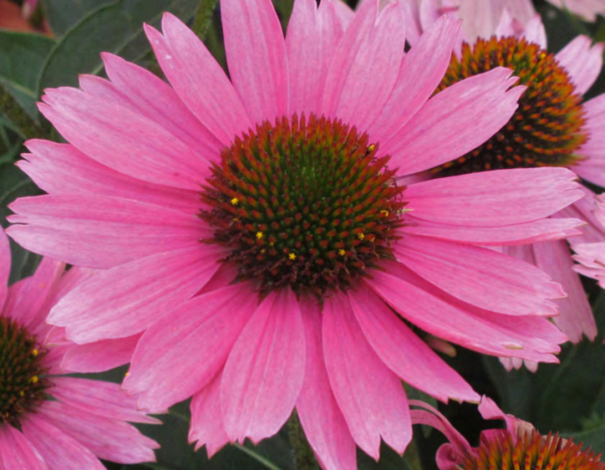 Echinacea  ’Papallo Compact Rose’