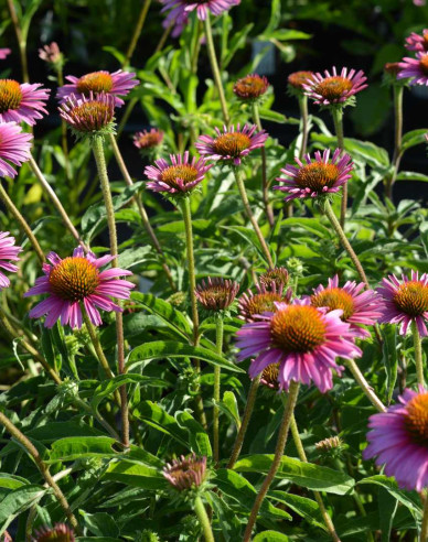 Echinacea  ’Papallo Compact Rose’