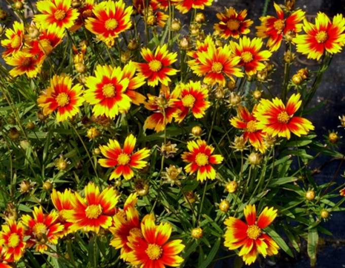 Kráska  ’Li’l Bang Daybreak’