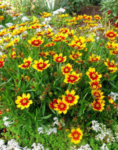 Kráska  ’Li’l Bang Daybreak’