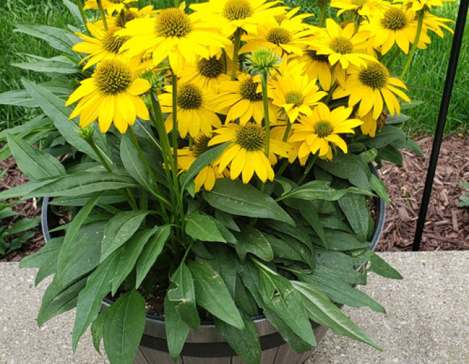 Echinacea  ’Papallo Compact Yellow’