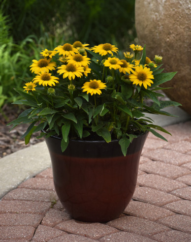 Echinacea  ’Papallo Compact Yellow’