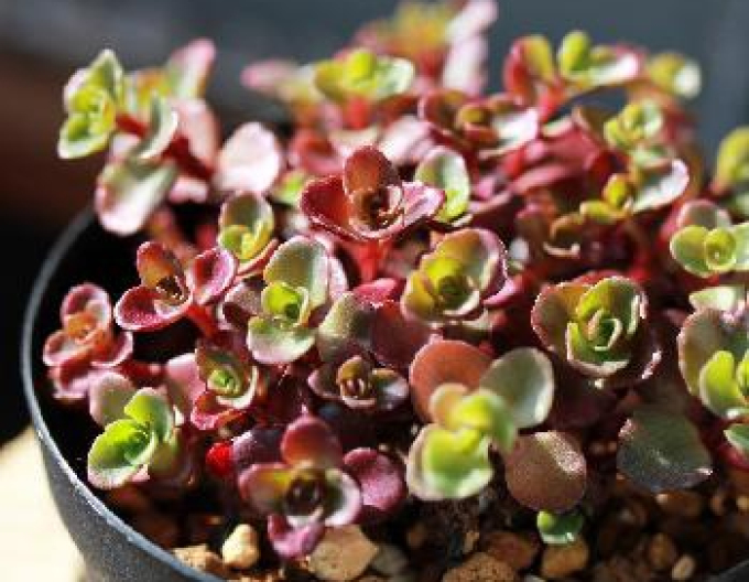 Phedimus spurius ’Coccineus’