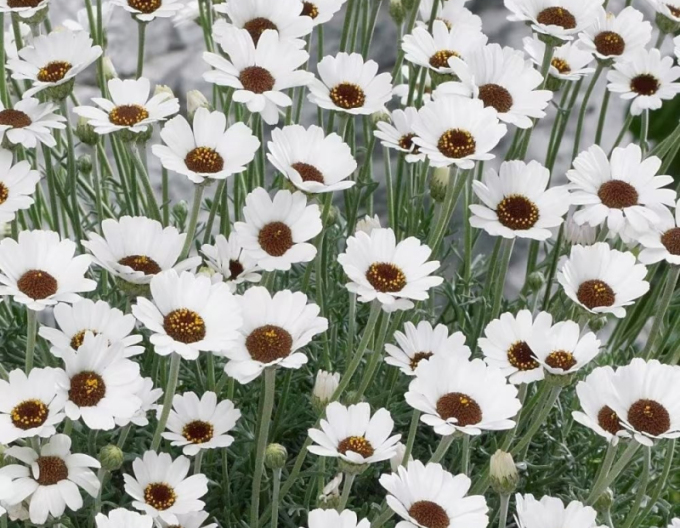 Rhodanthemum ´Casablanca´