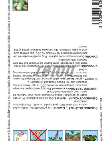 Semo Čakanka šalátová ´Bravo´