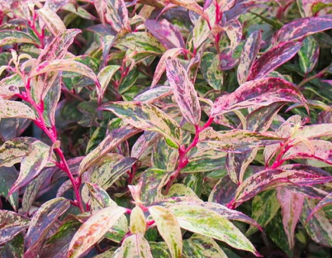 Leukote walteri ’RAINBOW’
