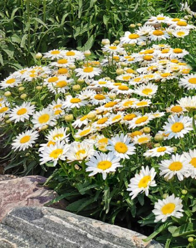 Margaréta ´Madonna´