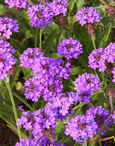 Železník ´Venosa´