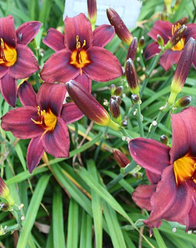 Ľaliovka ’Starling’