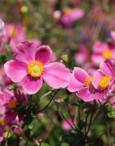 Veternica ´Splendens´