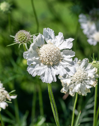 Hlaváč kaukazský ´Perfecta Alba´