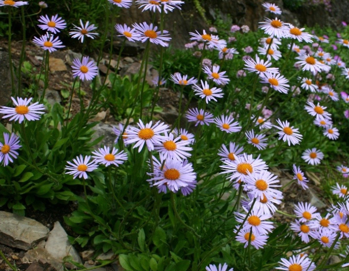 Astra tongolensis ’Wartburgstern’