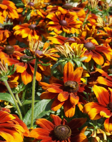 Rudbekia ´Happy Smiley´