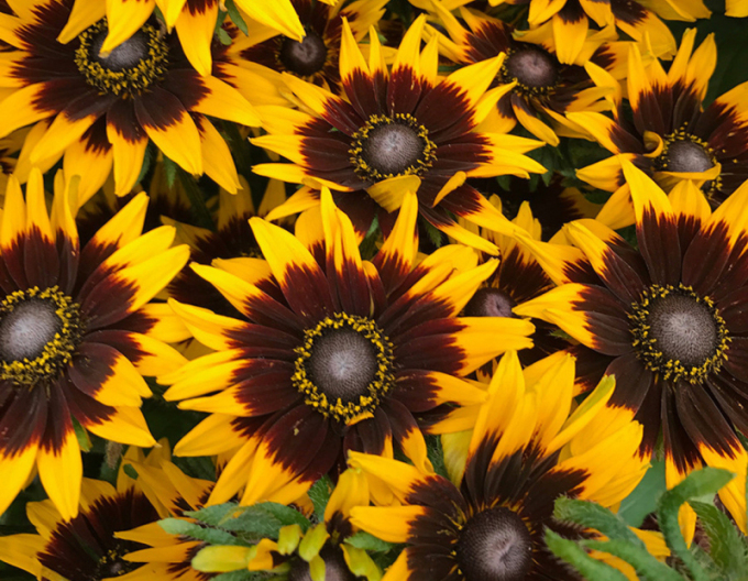 Rudbekia SmileyZ ´Tiger´