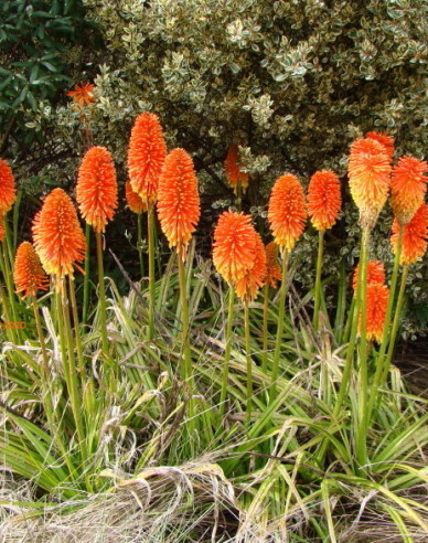 Fakľovka ´Flamenco´