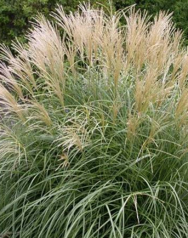 Ozdobnica čínska ´Adagio´