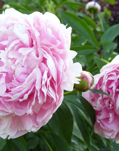 Pivonka čínska ´Sarah Bernhardt´