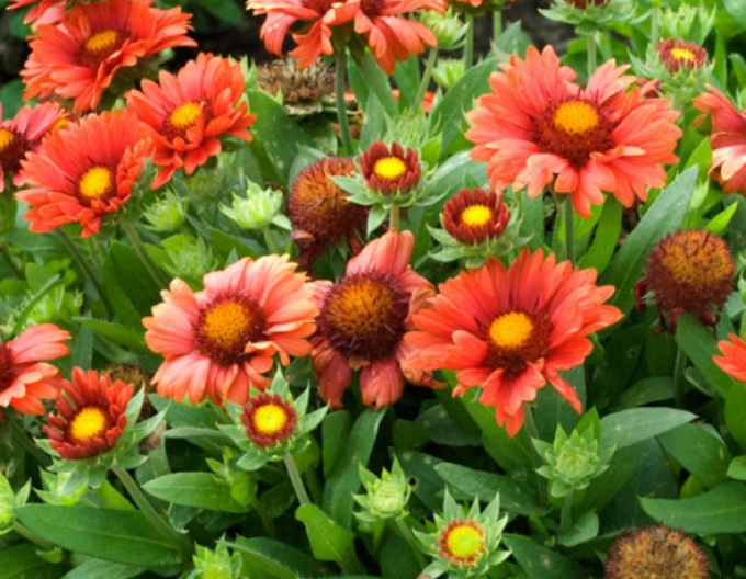 Kokarda  ’Arizona Red Shades’