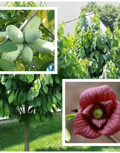 Asimina trojlaločná ´Paw Paw´ - Banán Severu