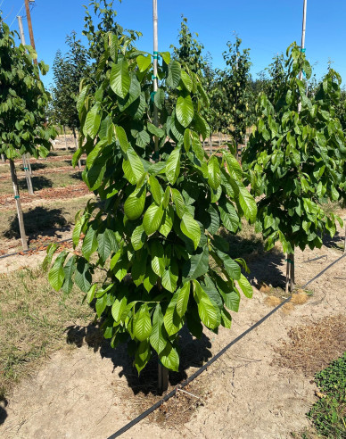 Asimina trojlaločná ´Paw Paw´ - Banán Severu