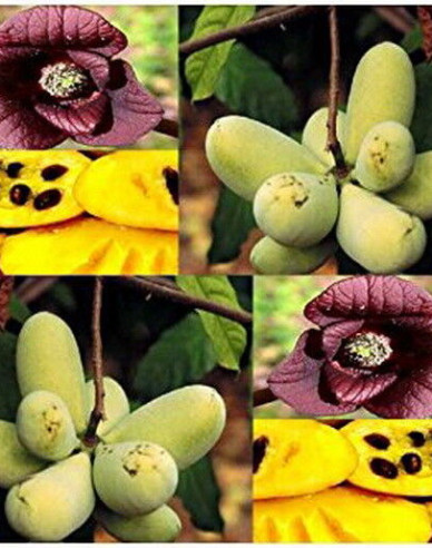 Asimina trojlaločná ´Paw Paw´ - Banán Severu