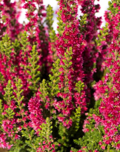 Vres obyčajný ´Disco Queen´