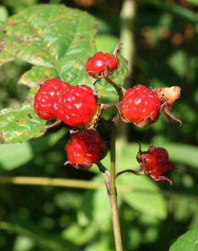 Ostružina ´Hara´ 5l