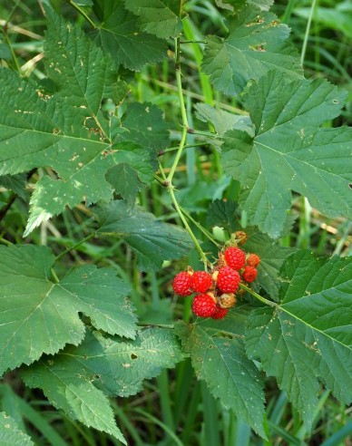 Ostružina ´Hara´ 5l