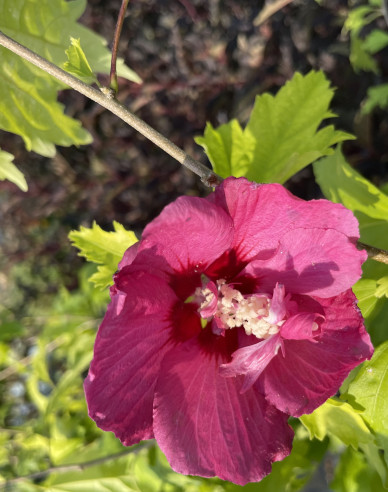 Ibištek ‘Flower Tower Gandini van Aart Ruby’ stromčekový