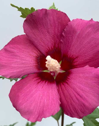 Ibištek ‘Flower Tower Gandini van Aart Ruby’ stromčekový