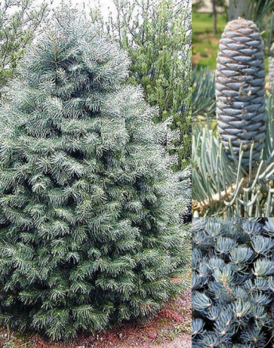 Jedľa srienistá ´Concolor Glauca´