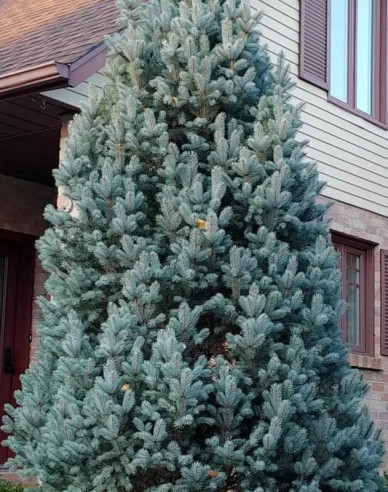 Smrek pichľavý ´Iseli Fastigiate´