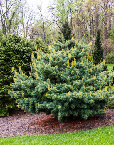 Borovica drobnokvetá ´Bergmann´