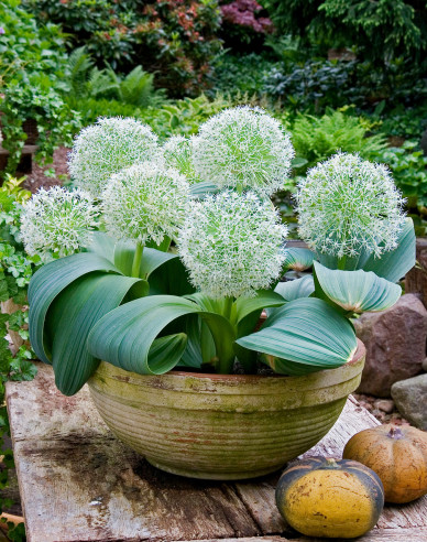 Cesnak okrasný ´Ivory Queen´