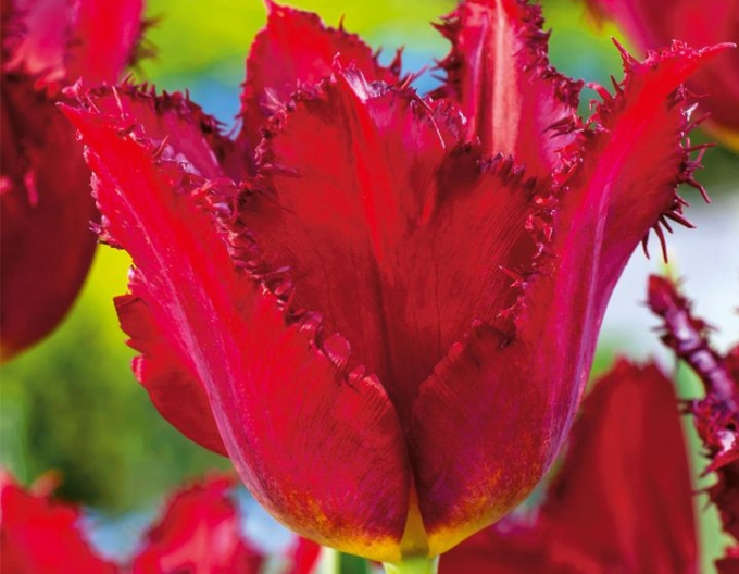 Tulipán rozstrapkaný ´Calibra´