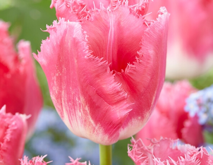 Tulipán rozstrapkaný ´Fancy Frills´
