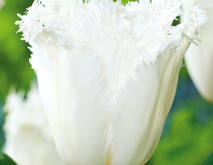 Tulipán rozstrapkaný ´Cambridge´