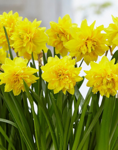 Narcis ´Tete Boucle´