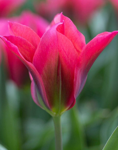 Tulipán zelenokvetý (Viridiflora) ´Doll´s Minuet´