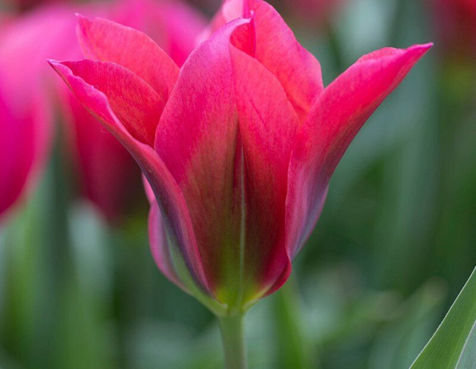 Tulipán zelenokvetý (Viridiflora) ´Doll´s Minuet´