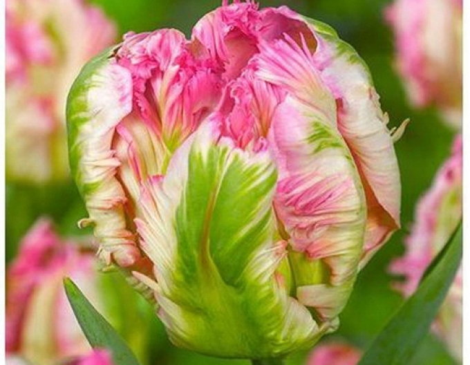 Tulipán zelenokvetý (Viridiflora) ´Green Wave´